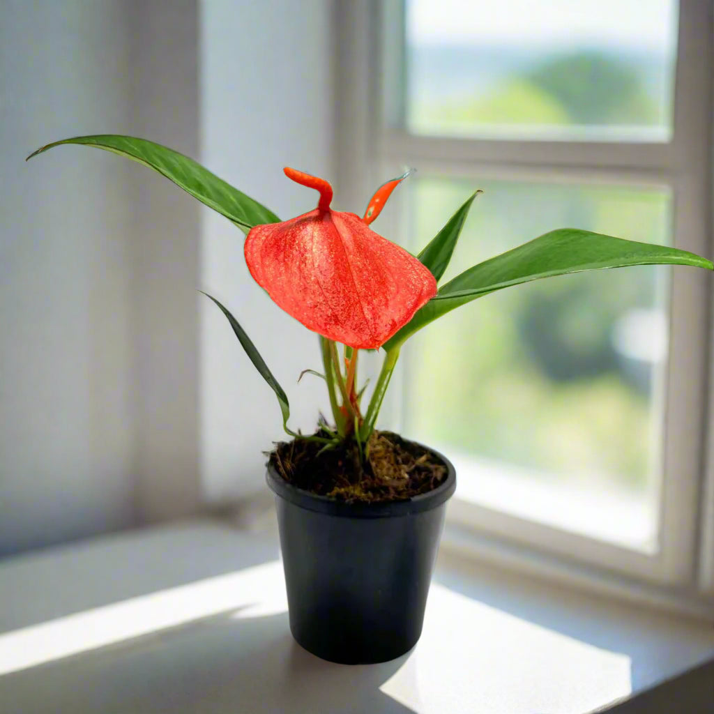 Anthurium Scherzerianum Pigtail - Suzan - 100mm with pot