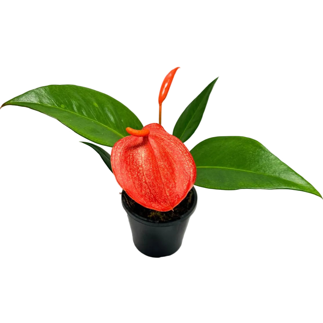 Anthurium Scherzerianum Pigtail - Suzan - 100mm with pot