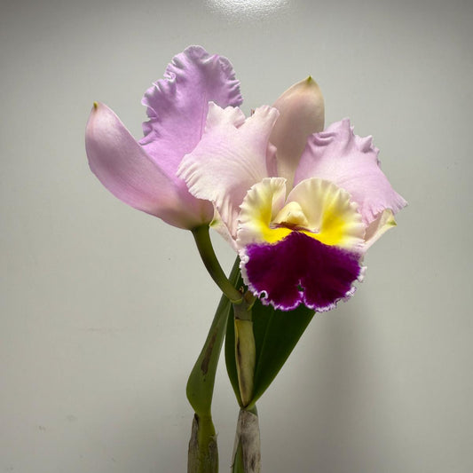 Orchid Cattleya #100