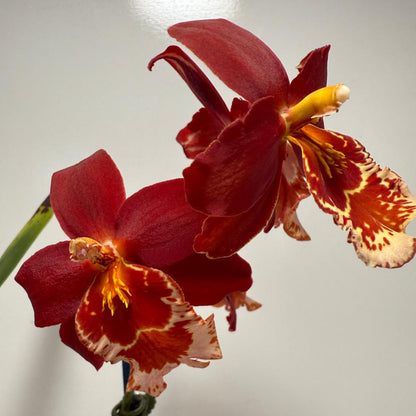 Vuystekearu Senorita Roja 100mm