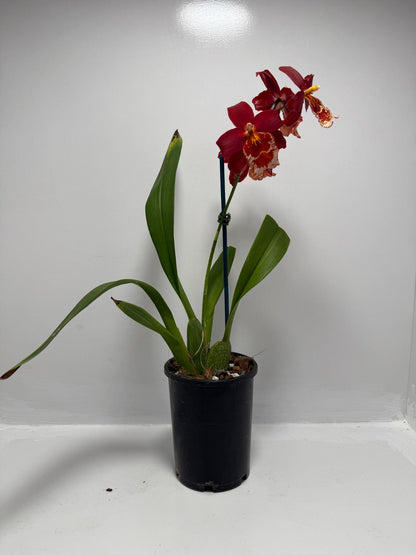 Vuystekearu Senorita Roja 100mm