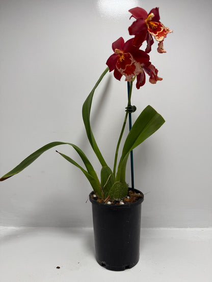 Vuystekearu Senorita Roja 100mm