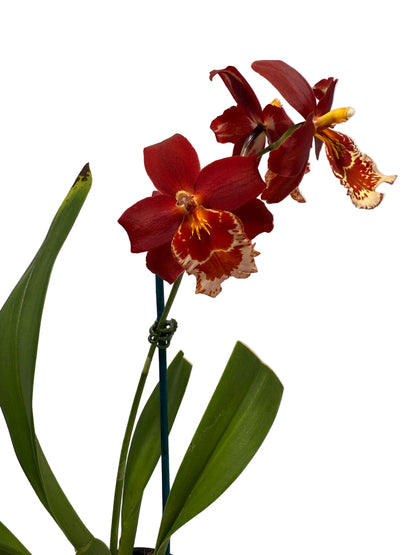 Vuystekearu Senorita Roja 100mm