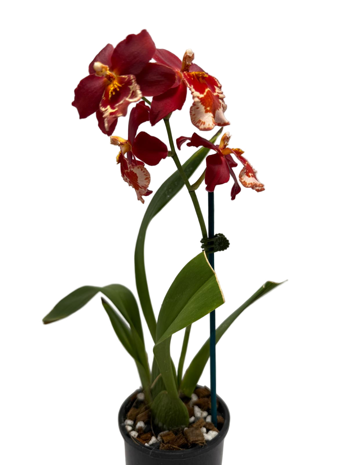 Vuystekearu Senorita Roja 100mm