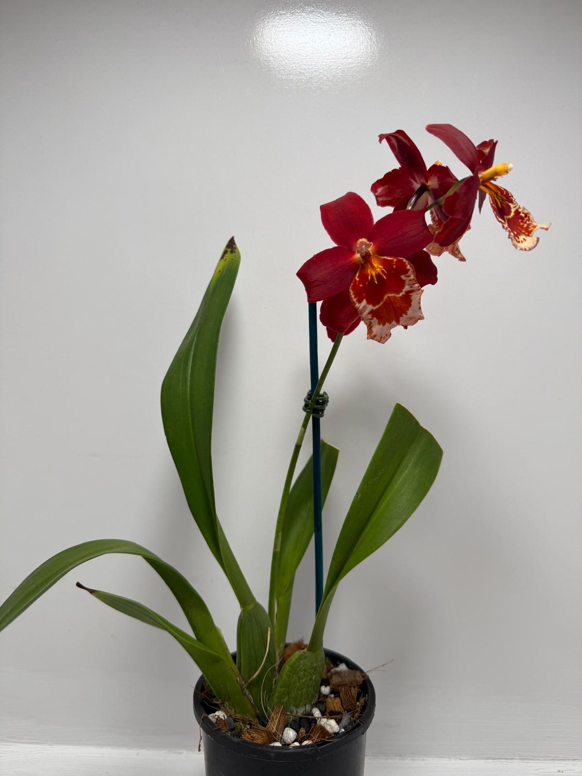 Vuystekearu Senorita Roja 100mm