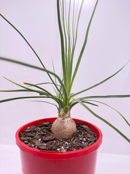 Beaucarnea Stricta Blue Ponytail Palm