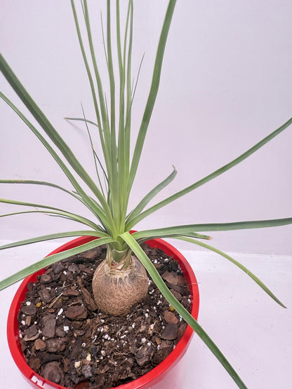 Beaucarnea Stricta Blue Ponytail Palm