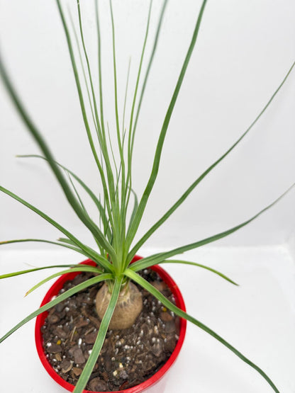 Beaucarnea Stricta Blue Ponytail Palm