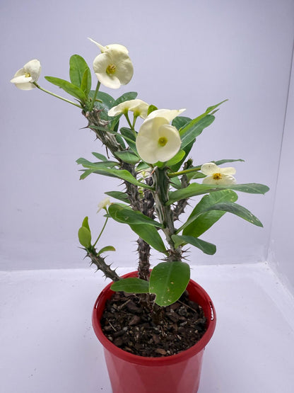 Euphorbia #402