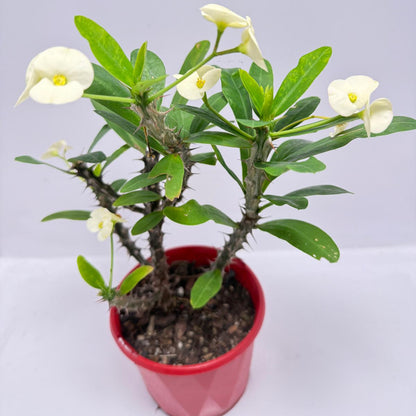 Euphorbia #402