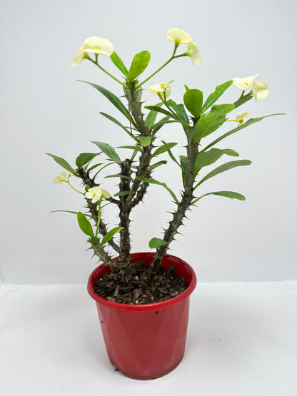 Euphorbia #402
