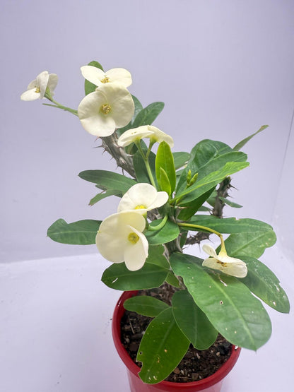 Euphorbia #402