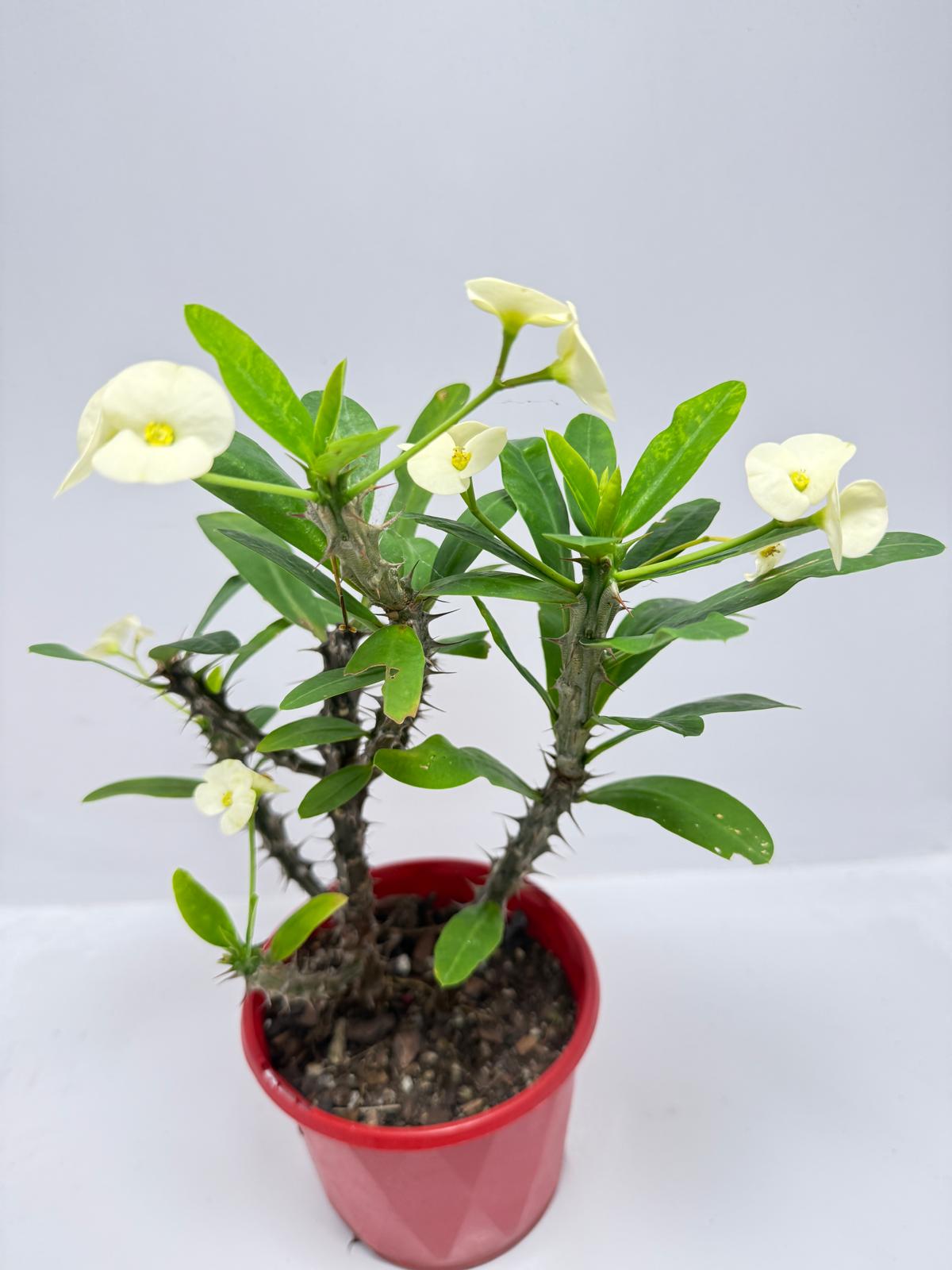 Euphorbia #402