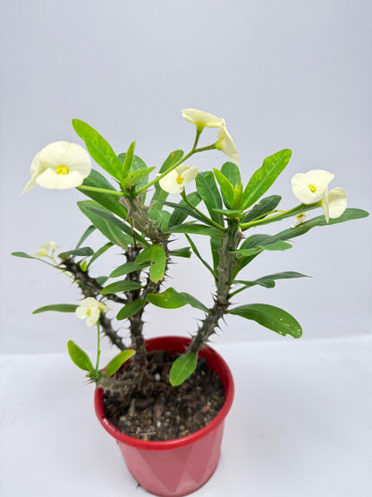 Euphorbia #402