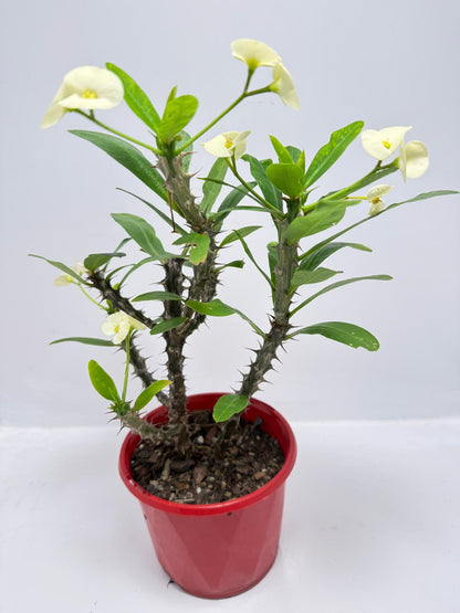 Euphorbia #402