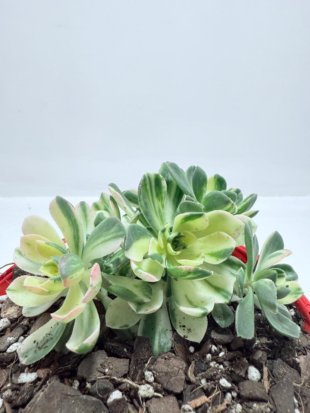 Aeonium Castello Piave Suncup Varigata– A Radiant Focal Point for Any Space 100mm
