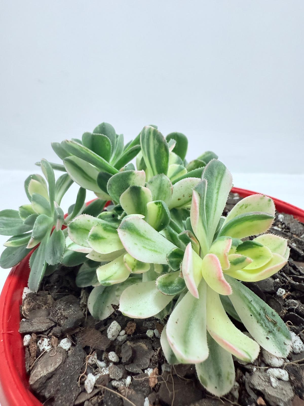 Aeonium Castello Piave Suncup Varigata– A Radiant Focal Point for Any Space 100mm