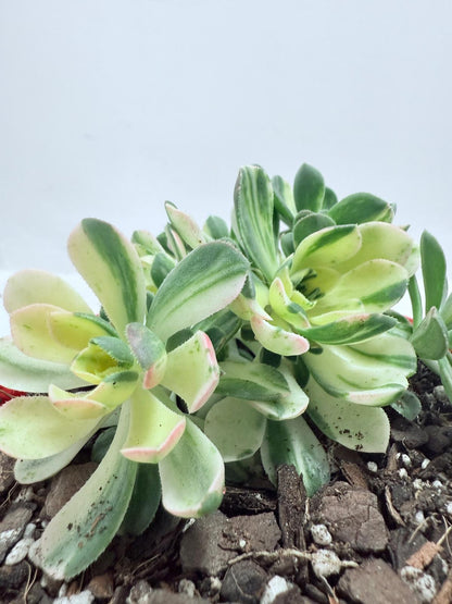 Aeonium Castello Piave Suncup Varigata– A Radiant Focal Point for Any Space 100mm