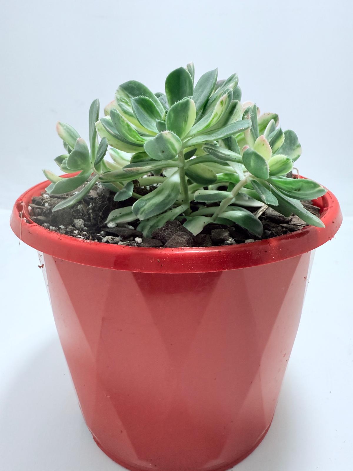 Aeonium Castello Piave Suncup Varigata– A Radiant Focal Point for Any Space 100mm