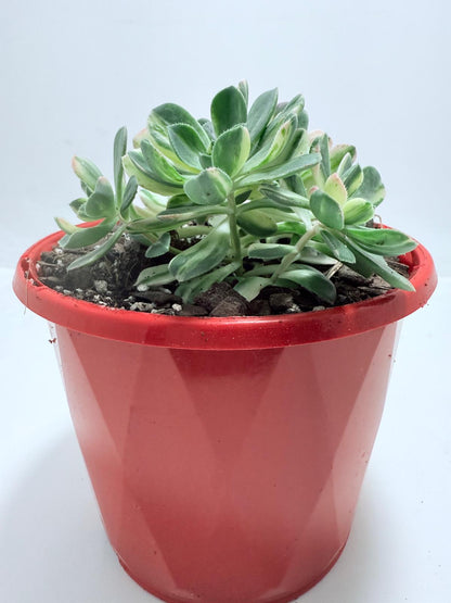 Aeonium Castello Piave Suncup Varigata– A Radiant Focal Point for Any Space 100mm