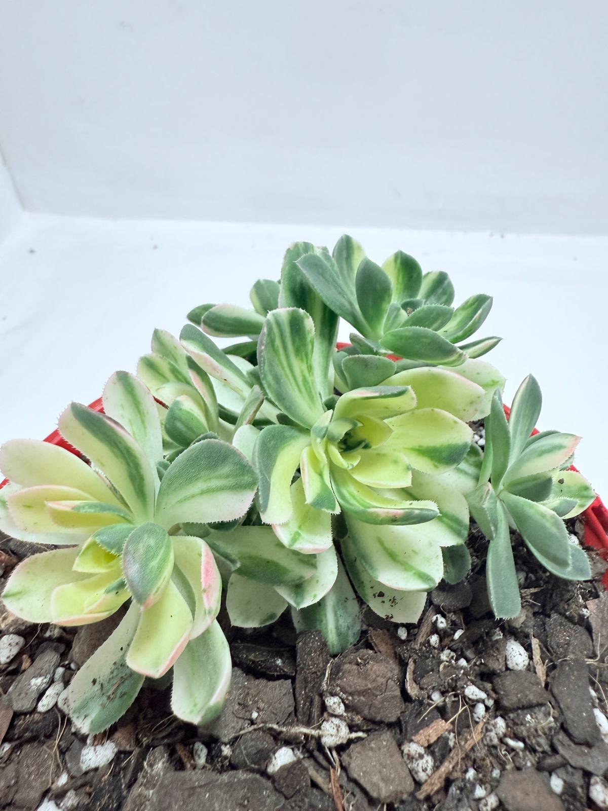 Aeonium Castello Piave Suncup Varigata– A Radiant Focal Point for Any Space 100mm