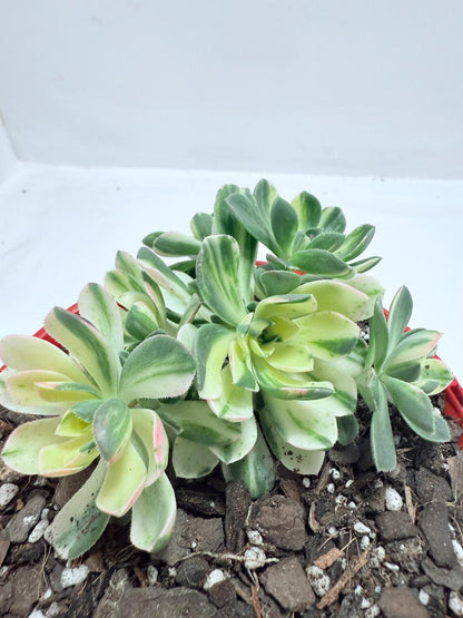 Aeonium Castello Piave Suncup Varigata– A Radiant Focal Point for Any Space 100mm