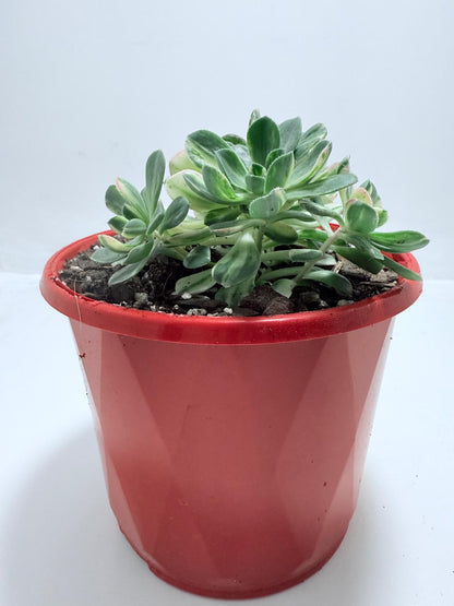 Aeonium Castello Piave Suncup Varigata– A Radiant Focal Point for Any Space 100mm