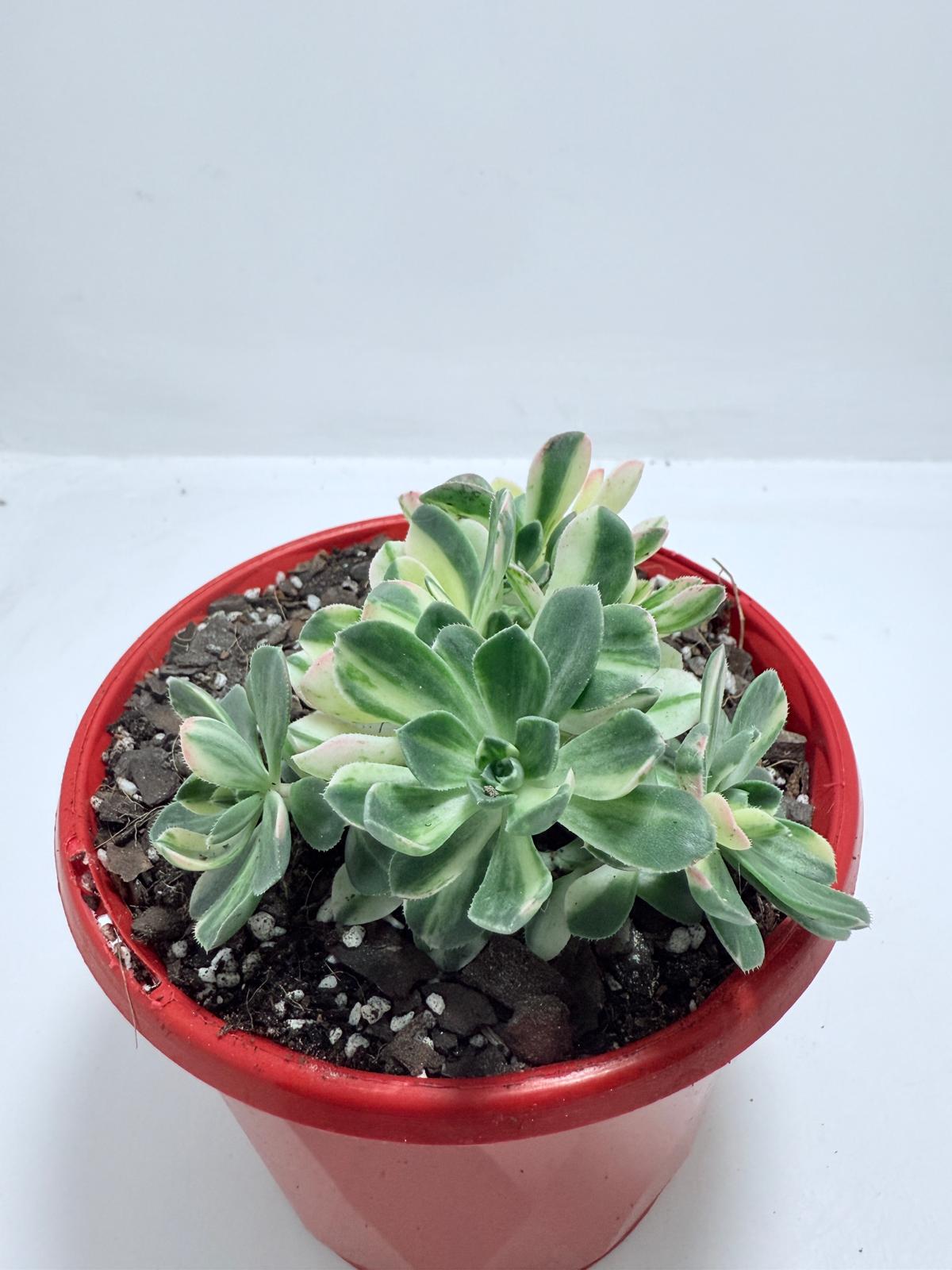 Aeonium Castello Piave Suncup Varigata– A Radiant Focal Point for Any Space 100mm