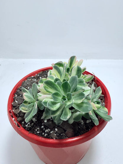 Aeonium Castello Piave Suncup Varigata– A Radiant Focal Point for Any Space 100mm