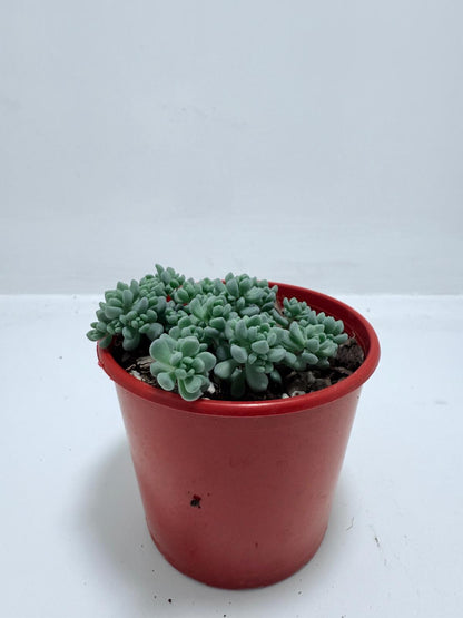 Sedum Dasyphyllum 'Lilac Mound' - Corsican Stonecrop