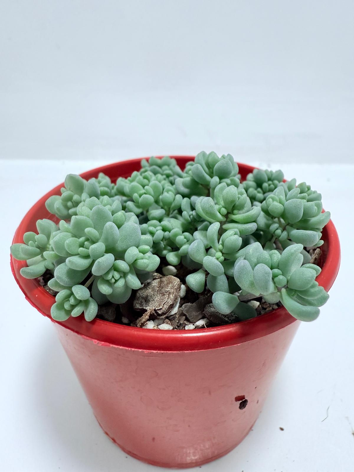 Sedum Dasyphyllum 'Lilac Mound' - Corsican Stonecrop