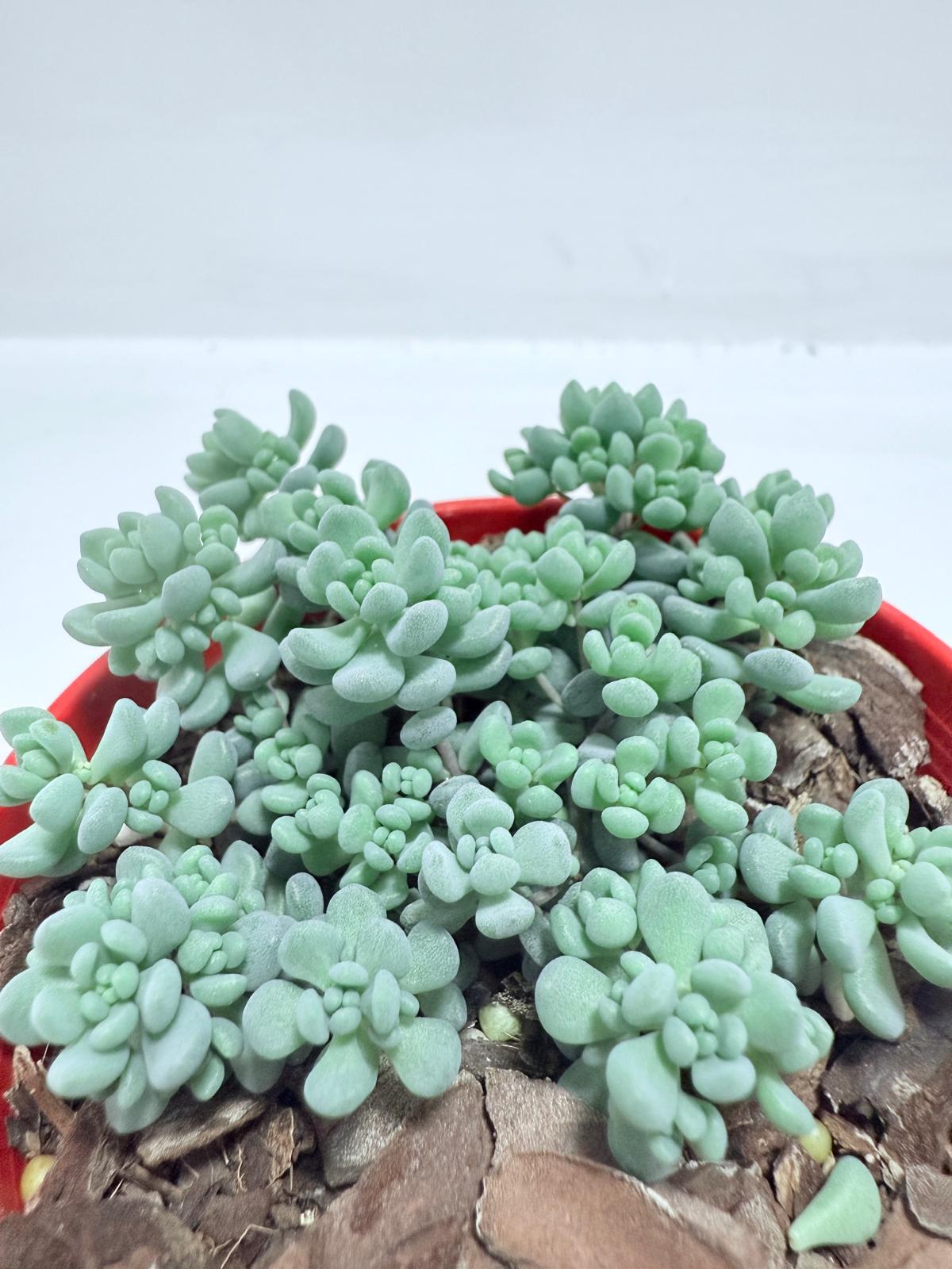 Sedum Dasyphyllum 'Lilac Mound' - Corsican Stonecrop