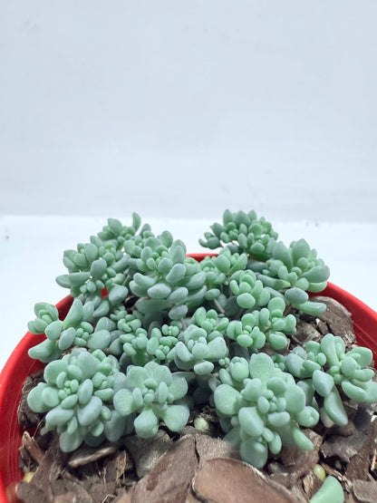 Sedum Dasyphyllum 'Lilac Mound' - Corsican Stonecrop