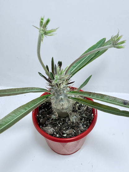 Pachypodium Yellow Plants Australia