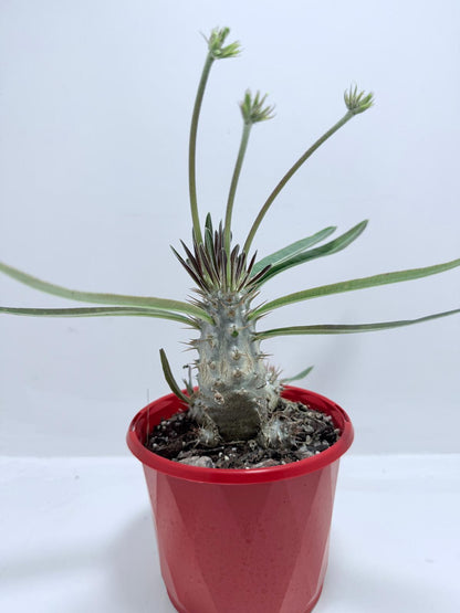 Pachypodium Yellow Plants Australia