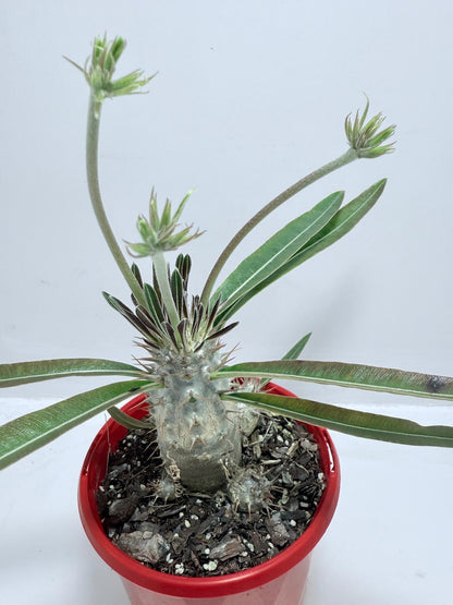 Pachypodium Yellow Plants Australia
