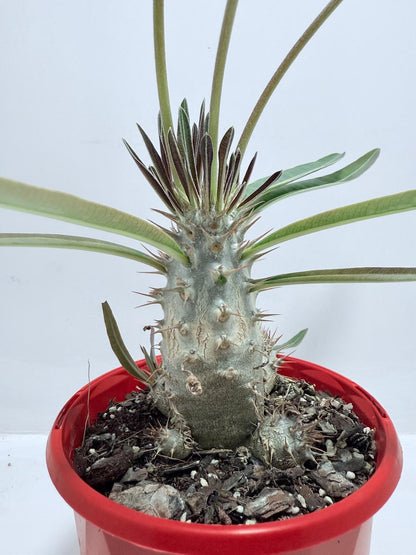 Pachypodium Yellow Plants Australia