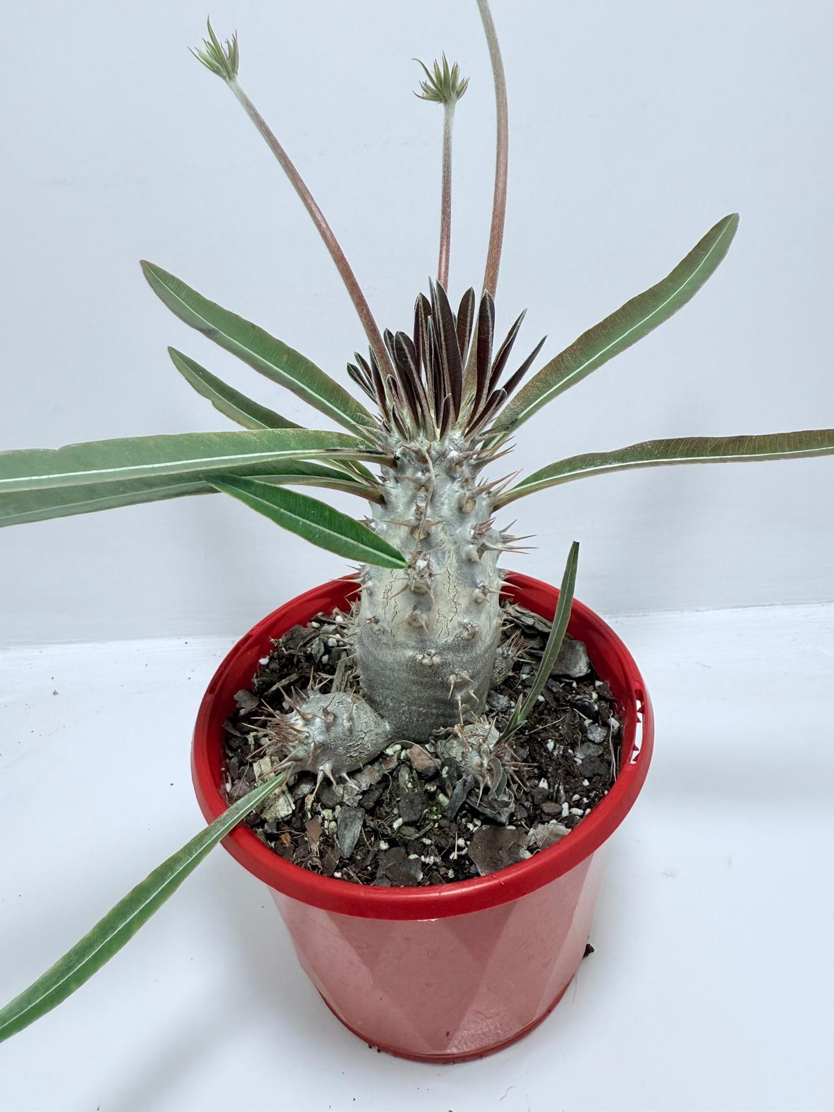 Pachypodium Yellow Plants Australia