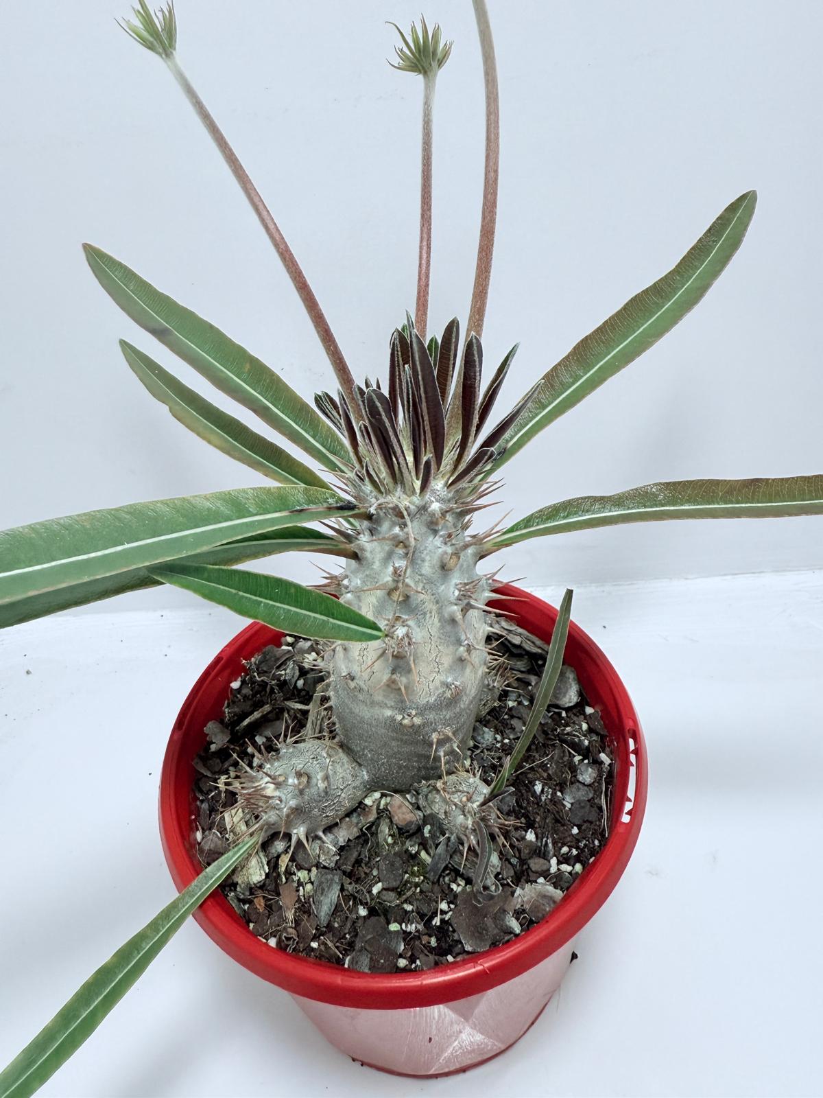 Pachypodium Yellow Plants Australia