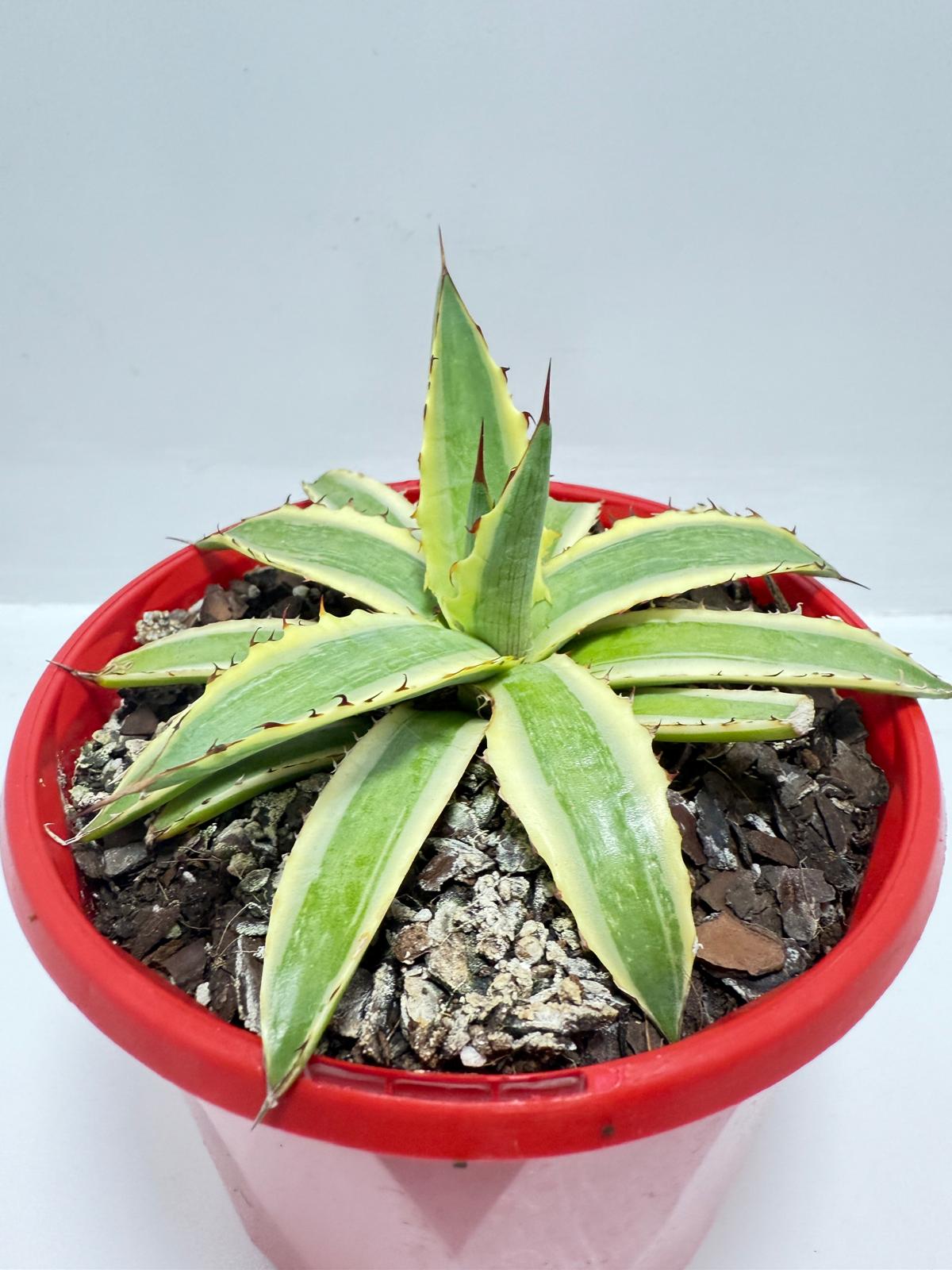 Agave Xylonacantha Variegated  Frostbite 130mm