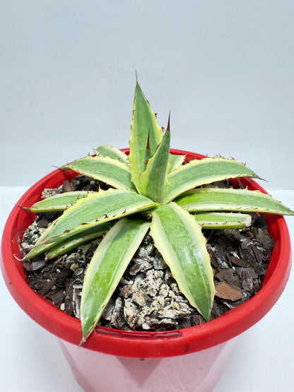 Agave Xylonacantha Variegated  Frostbite 130mm