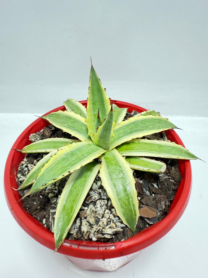 Agave Xylonacantha Variegated  Frostbite 130mm