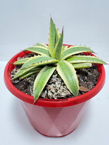 Agave Xylonacantha Variegated  Frostbite 130mm