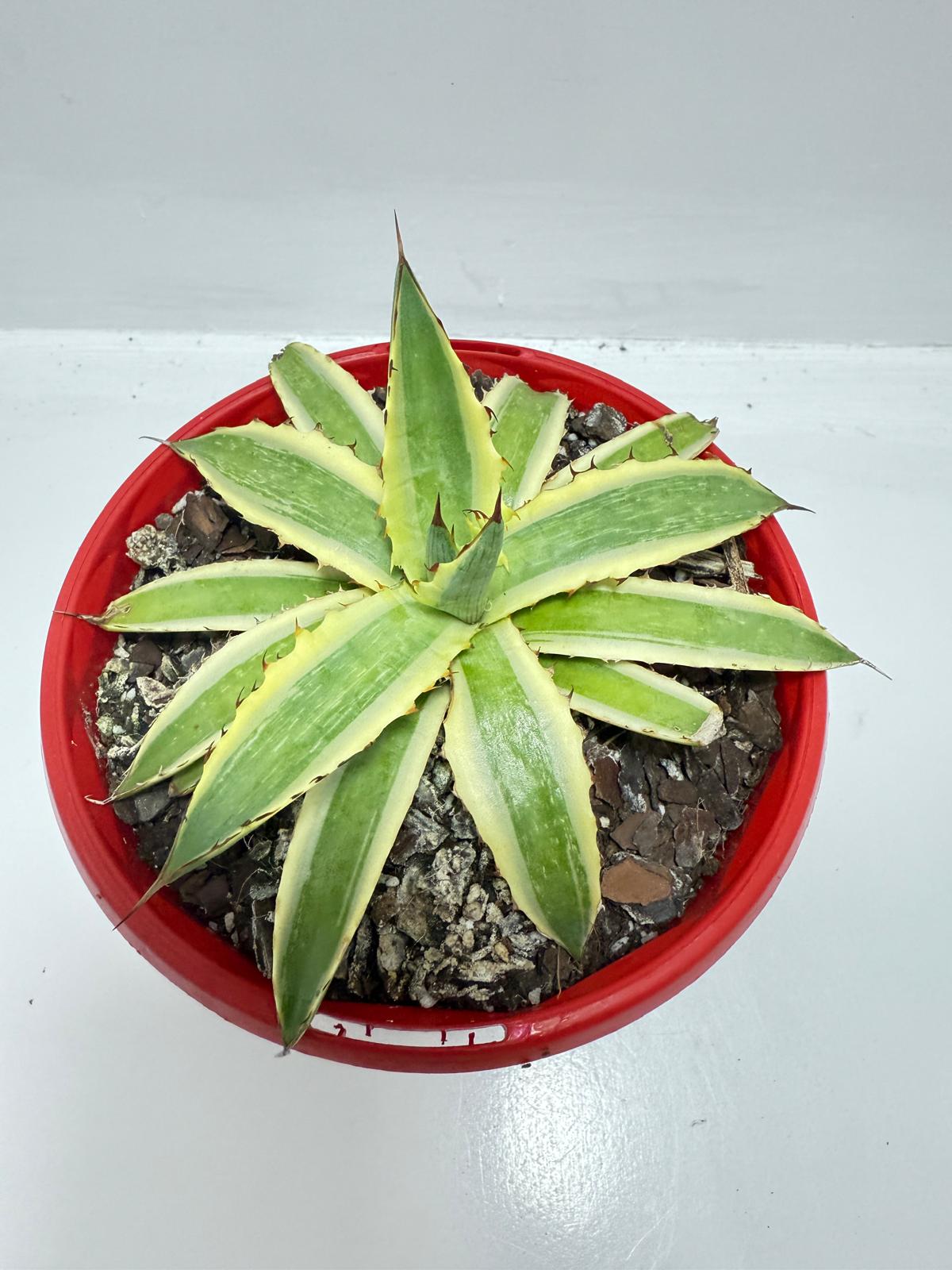 Agave Xylonacantha Variegated  Frostbite 130mm