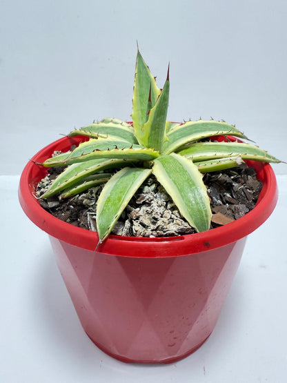 Agave Xylonacantha Variegated  Frostbite 130mm