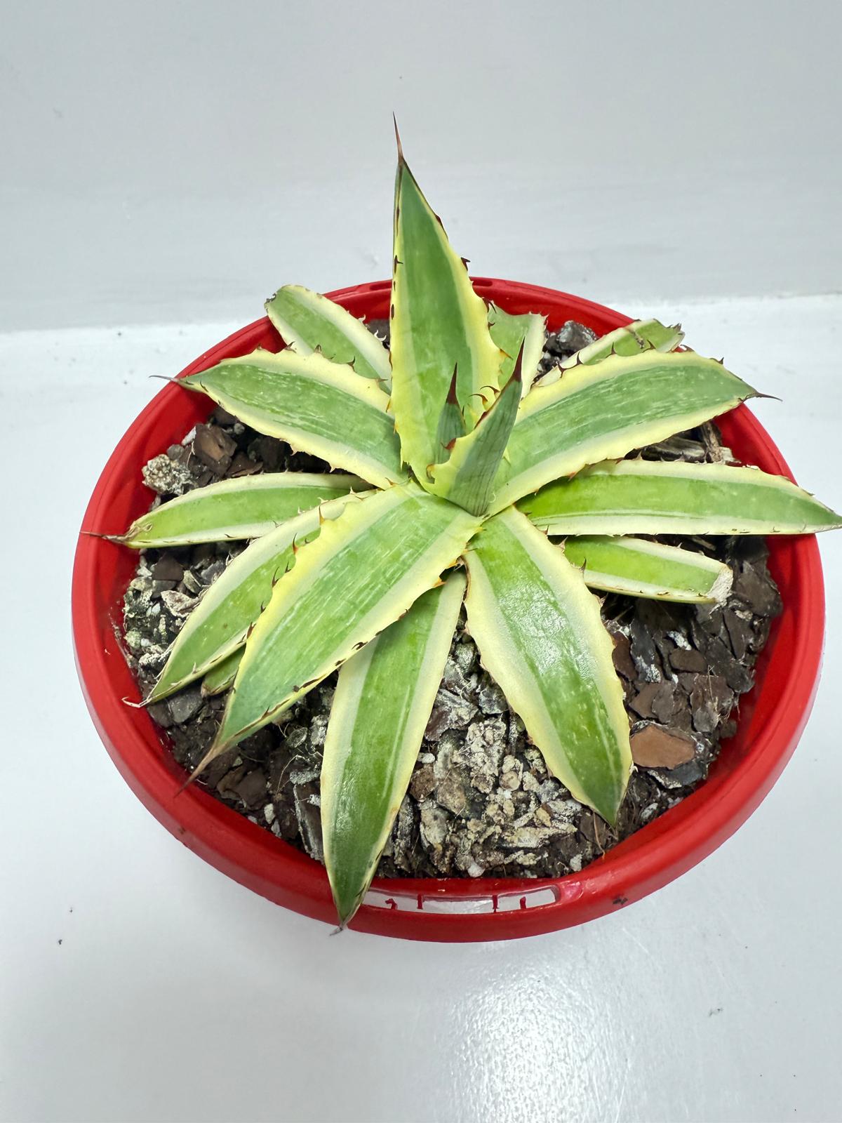 Agave Xylonacantha Variegated  Frostbite 130mm