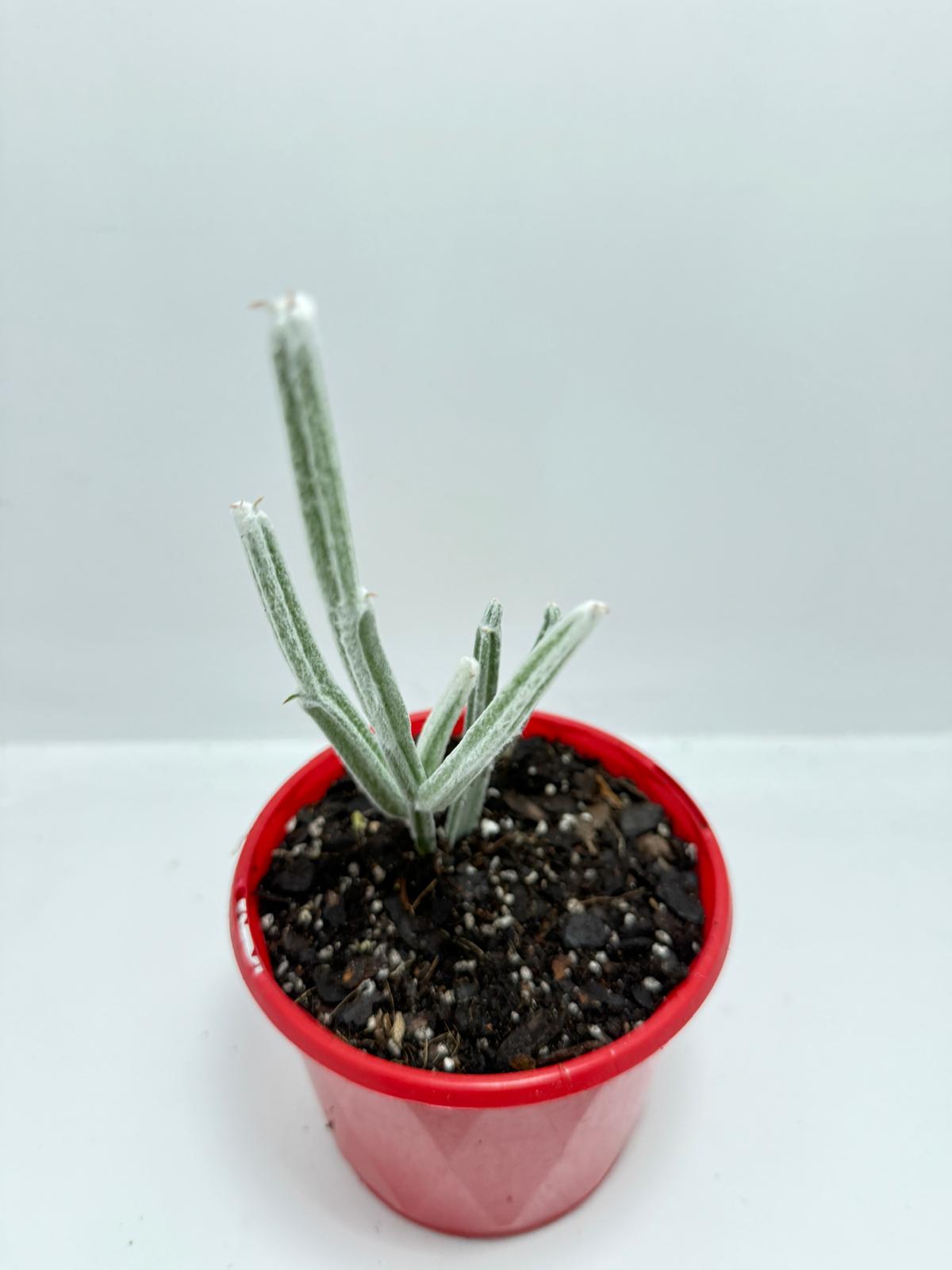 Seyrigia Humbertii "Snow stick "