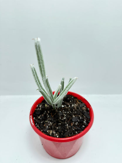 Seyrigia Humbertii "Snow stick "