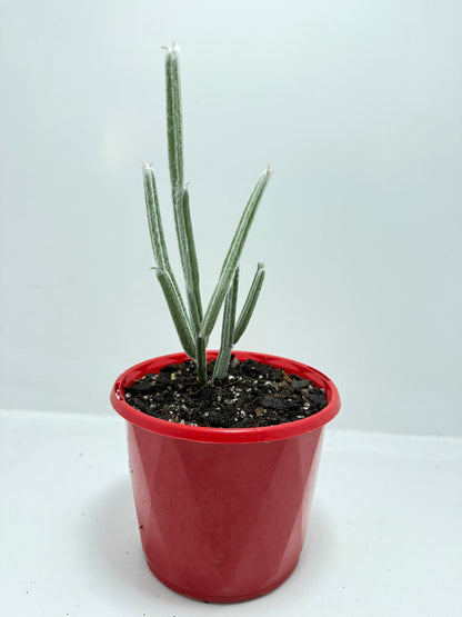 Seyrigia Humbertii "Snow stick "