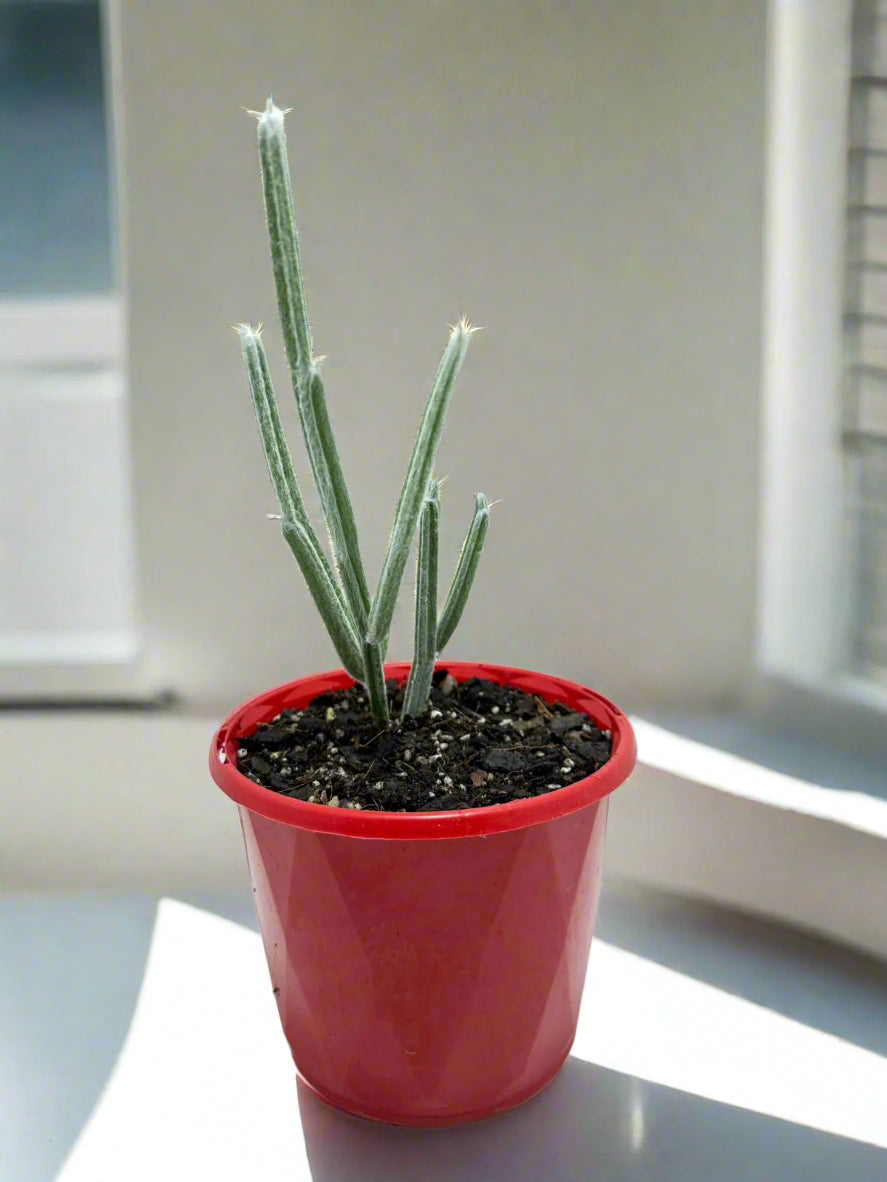 Seyrigia Humbertii "Snow stick "